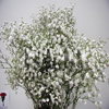 gypsophila baby breath flowers